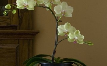 Nemoci a škůdci orchidejí