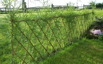 Výhody vrby pro živé ploty