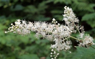 How to breed black cohosh