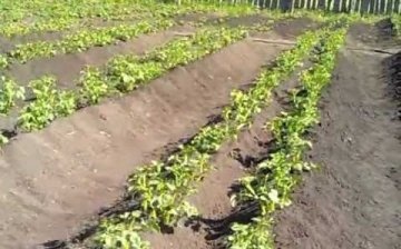 زراعة البطاطس على طريقة ميتلايدر