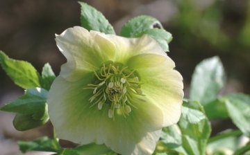 Diseases and pests of hellebore