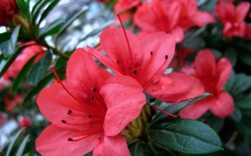 Secrets of the beautiful bloom of azaleas