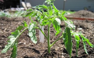 How to shape tomato plants