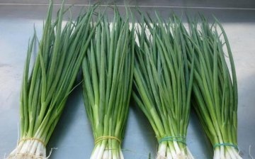 Growing green onions