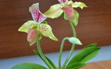 Reproduction and care of the orchid lady's slipper