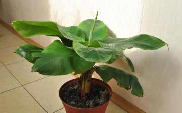 Features of growing banana indoors