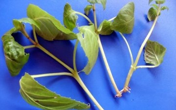 Propagation of fuchsia by cuttings