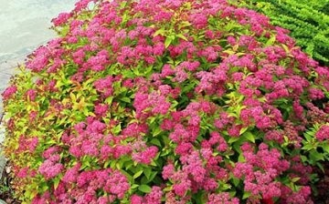 Spirea care gold flame