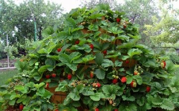 Metode de plantare a căpșunilor