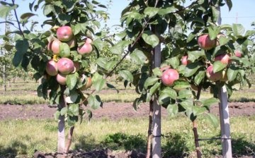 Sadnja patuljastog stabla jabuke
