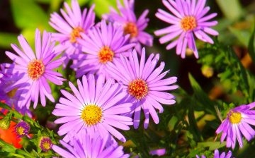 Aster care