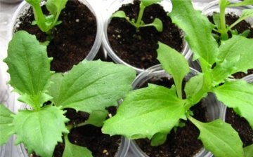 Pěstování mimulu ze semen
