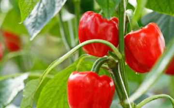 Jak správně pěstovat červené papriky