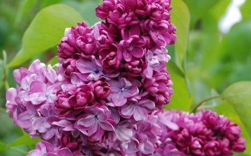 Conditions for growing lilacs