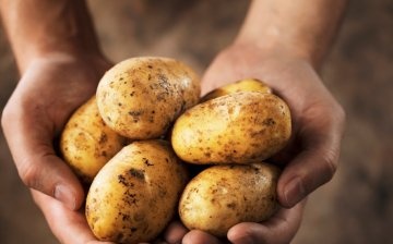Features of potato cultivation technology