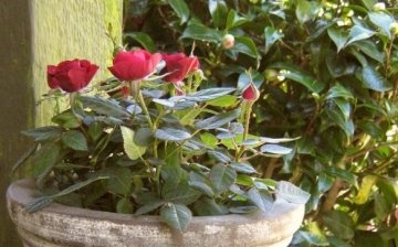 Care tips: watering and feeding