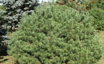 Pine rejuvenation with pruning
