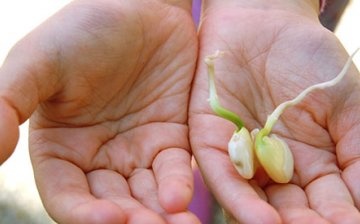 Growing lima beans