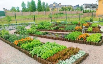 How to make beds: choosing vegetable crops
