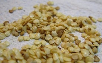 Eggplant seeds: selection and preparation