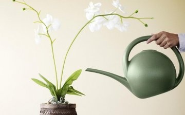 Péče o orchideje