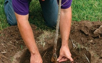 How to plant pears correctly