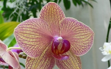 Phalaenopsis: popis