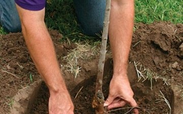 What you need to know about planting a pear