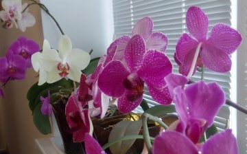 Orhideja: opis i najbolje sorte za dom