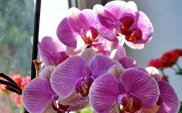 Společné odrůdy pokojových orchidejí