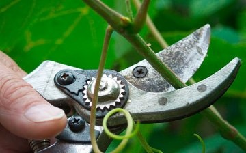 Care tips: watering, feeding and pruning