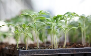 Uzgoj sadnica rajčice Khlebosolny