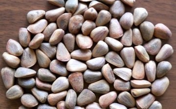 Příprava a výsadba semen: podmínky a pravidla