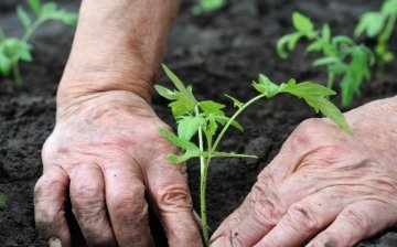 Planting tomato seedlings in the soil