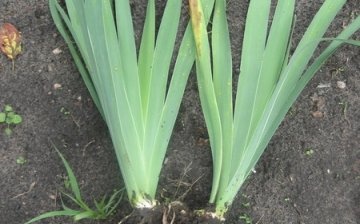 Sadnja konjske irisa: razmnožavanje rizomom