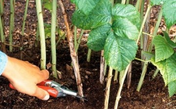 Organizacija pravilne skrbi za korijenje bobičastog grma