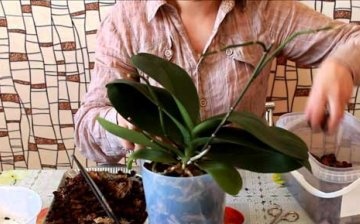 Transplanting an orchid