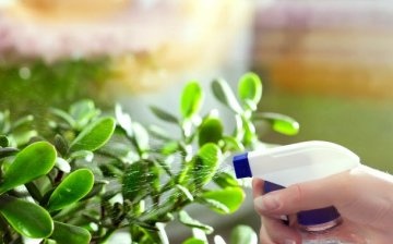 Užitečné tipy: jak se správně starat o rostlinu