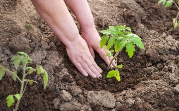 شروط وقواعد زرع الطماطم في الأرض