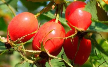 The use of bush berries in medicine and cosmetology