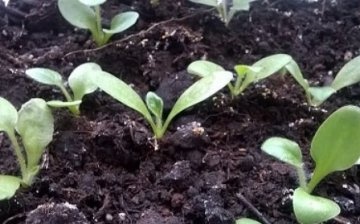 Înmulțirea semințelor de gerbera