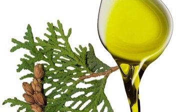 How is thuja oil used