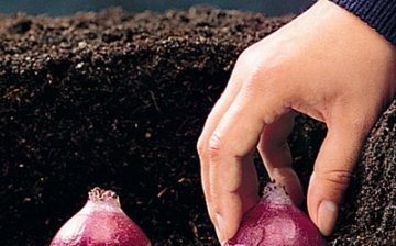Planting hyacinth in open ground