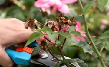 Dacă lucrarea la formarea tufișului, pregătirea pentru iarnă a fost efectuată la timp și corect, atunci în primăvară tufișul va da parfumul florilor luxuriante.