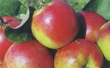 سقي وتغذية ورعاية الخريف لشجرة التفاح