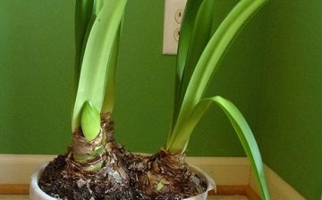 The rest period of the hippeastrum is a characteristic of its course