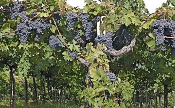 Reasons for neglect of grapes?