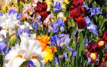 Storage and planting of Dutch irises