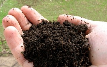Choosing a place and soil for growing