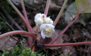 Care and reproduction of wintergreen herb